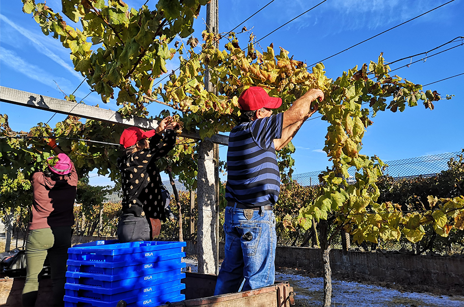 vinho verde pic